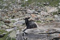 Bergziegen am Rothorn