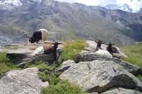 Bergziegen am Rothorn