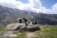 Bergziegen am Rothorn