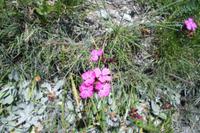 Alpenflora auf dem Rothorn