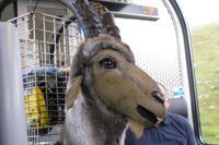 Fahrt mit dem Bernina-Express