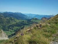 Auf dem Brienz- Rothorn