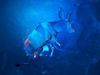 Klein Matterhorn, Eispalast