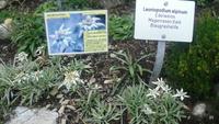 im Alpengarten-Edelweiss Schynigge Platte 