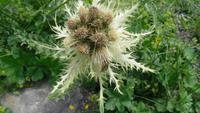 Distel auf dem First 