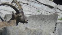 Steinbock bei Harder Kulm 