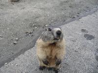 Murmeltier - ganz schÃ¶n neugierig!