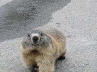 Murmeltier - ganz schön neugierig