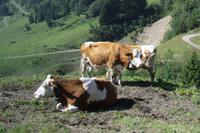 Fahrtimpressionen mit der Brienzer Rothornbahn