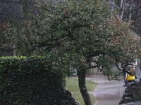 BaumblÜte im Winter