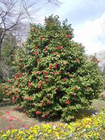 Stadtpark in Lugano (Kamelie)