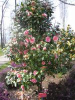 Kamelienpark in Locarno