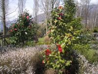 Kamelienpark in Locarno