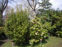 Kamelienpark in Locarno