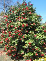 Lugano-Park der Villa Ciani