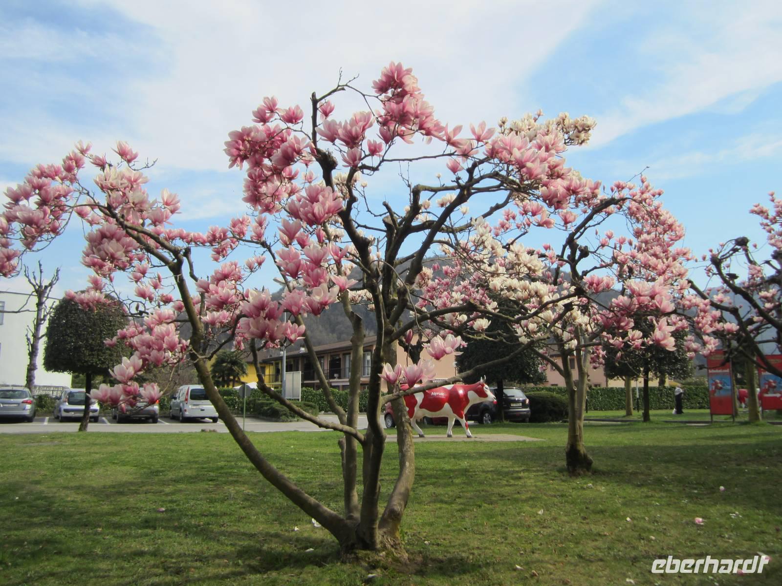 Alprose bei Magliasina-Schokoladenmuseum