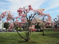 Alprose bei Magliasina-Schokoladenmuseum