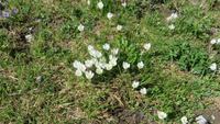 0121 Wanderung auf der Schwägalp - wilde Krokusse