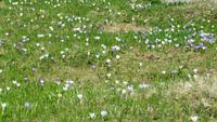 0125 Wanderung auf der Schwägalp - wilde Krokusse