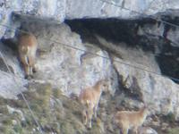 0201 Pilatus - Steinböcke