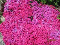 Blumenduft auf der Schatzalp