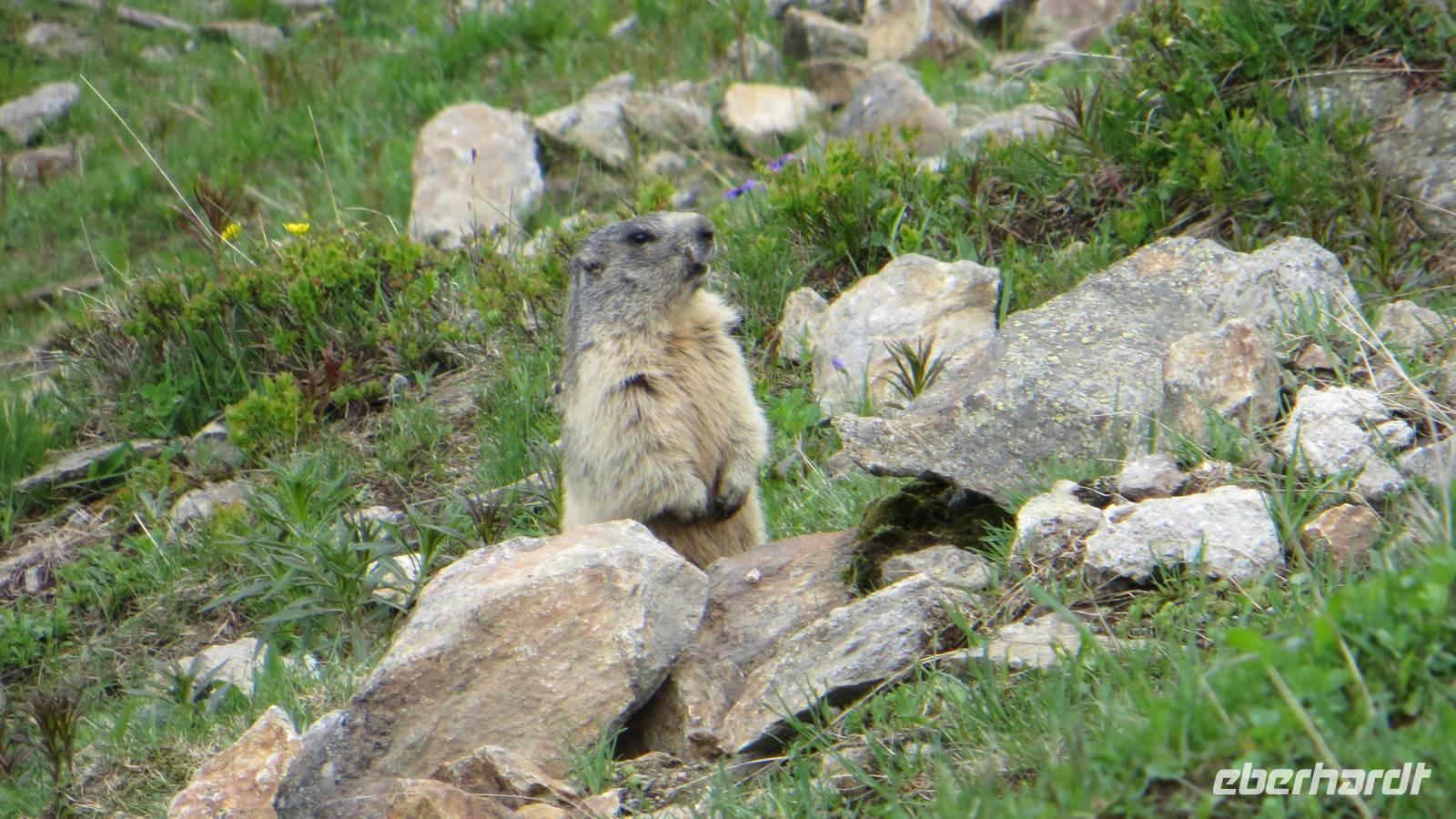 145 Ausflug auf das Eggishorn - Murmeltier