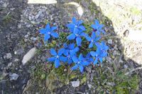 Alpenflora am Rothorn (Enzian)