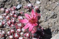 Alpenflora am Rothorn (Deutscher Enzian)