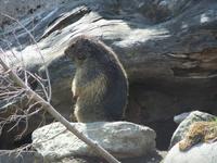 Murmeltier auf dem Grimselpass