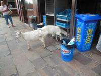 die Ziegen der Schwägalp