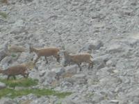 junge Steinböcke auf dem Pilatus 