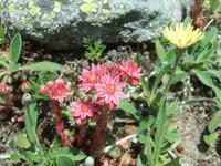 Das Rosegtal ist bekannt für seine vielfältige Flora