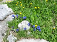 Enzian auf dem First