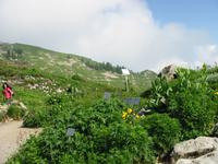 auf der Schynigen Platte im Alpengarten