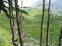 auf der Schynigen Platte im Alpengarten
