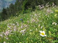 IMG_3544 saftige Bergwiesen