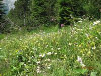 IMG_3545 saftige Bergwiesen