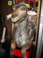 Fahrt mit dem Bernina- Express