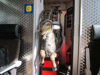 Fahrt mit dem Bernina- Express