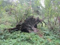 Wanderung, ein Stück auf dem Ahornweg entlang