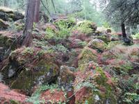 Wanderung, ein Stück auf dem Ahornweg entlang