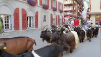 0288 Zermatt - Schwarzhalsziegen kommen durch die Bahnhofstrasse