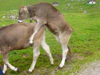 Wanderung auf der Schwägalp