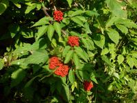 Vegetation auf der Schwägalp