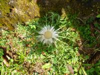 Vegetation auf der Schwägalp (Silberdistel)