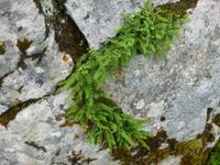 Vegetation auf der Schwägalp