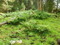 Vegetation auf der Schwägalp
