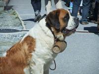 Bernhardiner auf dem Gornergrat