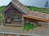 Stanserhorn, Murmeltiere