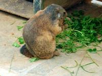 Stanserhorn, Murmeltier